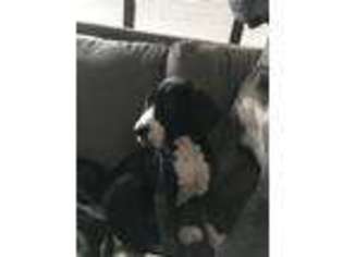 Great Dane Puppy for sale in New Franken, WI, USA