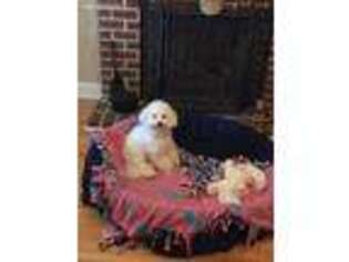 Bichon Frise Puppy for sale in Hammonton, NJ, USA