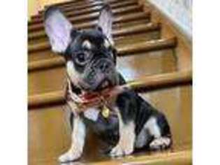 French Bulldog Puppy for sale in Tracy, CA, USA