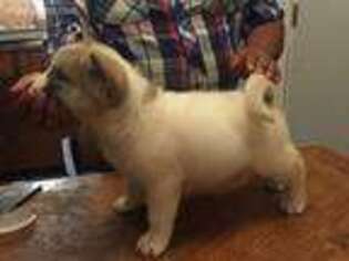 Akita Puppy for sale in Covelo, CA, USA