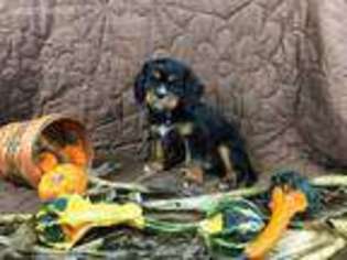 Cavalier King Charles Spaniel Puppy for sale in Big Prairie, OH, USA