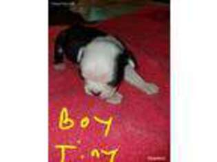 Border Terrier Puppy for sale in Westville, FL, USA