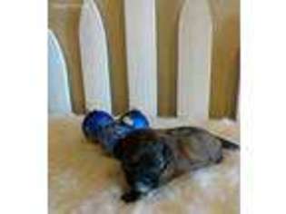 Shih-Poo Puppy for sale in Spiro, OK, USA