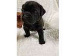 Bulldog Puppy for sale in Hackettstown, NJ, USA