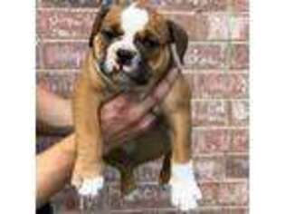 Olde English Bulldogge Puppy for sale in Rhome, TX, USA