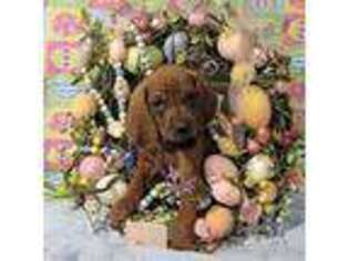 Bloodhound Puppy for sale in Bellevue, WA, USA