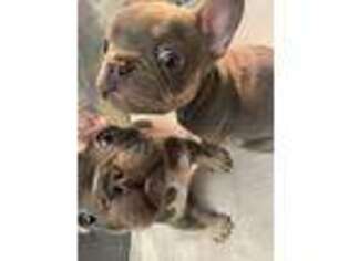 French Bulldog Puppy for sale in Flushing, NY, USA