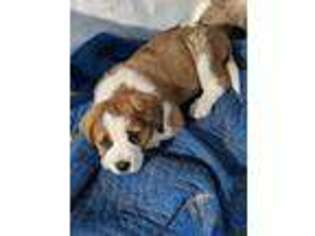 Saint Bernard Puppy for sale in Saint Marys, IA, USA