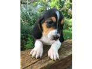 Basset Hound Puppy for sale in Amherst, VA, USA