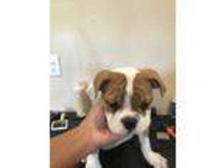 Bulldog Puppy for sale in Port Crane, NY, USA