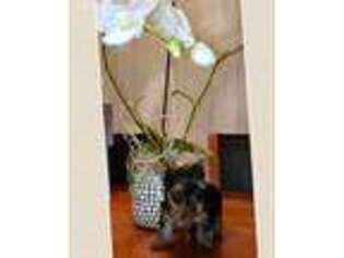 Yorkshire Terrier Puppy for sale in Westland, MI, USA