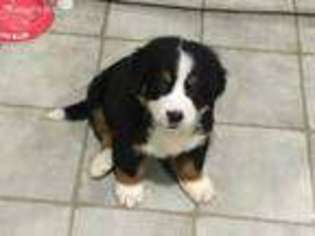Bernese Mountain Dog Puppy for sale in Richfield Springs, NY, USA