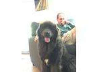 Newfoundland Puppy for sale in Logansport, IN, USA