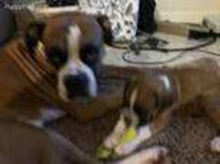 Boxer Puppy for sale in Port Saint Lucie, FL, USA