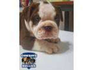 Bulldog Puppy for sale in Fort Myers, FL, USA