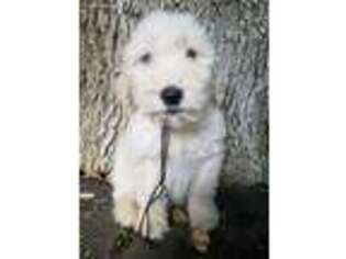Goldendoodle Puppy for sale in Only, TN, USA