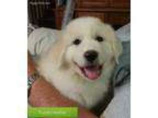 Great Pyrenees Puppy for sale in Albertville, AL, USA