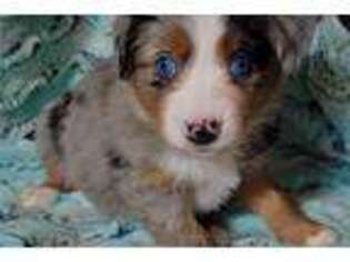 Miniature Australian Shepherd Puppy for sale in Oklahoma City, OK, USA