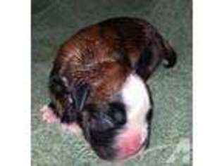 Boxer Puppy for sale in TENINO, WA, USA