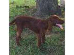 Irish Setter Puppy for sale in Rutherford, TN, USA