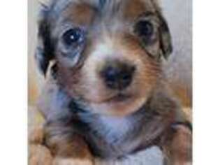 Dachshund Puppy for sale in Fort Ann, NY, USA