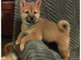 Shiba Inu Puppy for sale in Fountain, CO, USA
