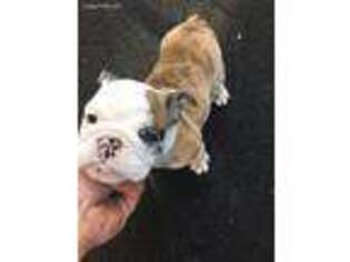 Bulldog Puppy for sale in North Providence, RI, USA