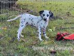 Dalmatian Puppy for sale in Laquey, MO, USA