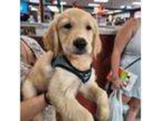 Golden Retriever Puppy for sale in Panama City, FL, USA