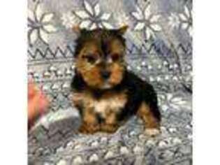 Yorkshire Terrier Puppy for sale in Asheboro, NC, USA