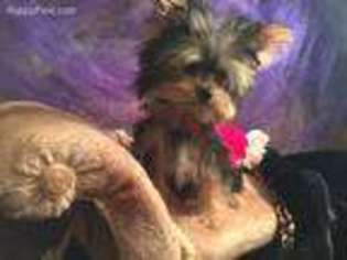 Yorkshire Terrier Puppy for sale in Gadsden, AL, USA