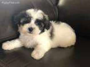 Mutt Puppy for sale in Lancaster, KY, USA