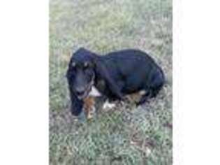 Basset Hound Puppy for sale in Barnesville, GA, USA