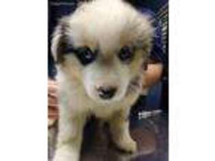 Miniature Australian Shepherd Puppy for sale in Williston, TN, USA