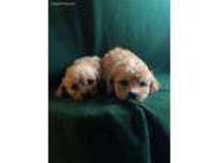 Cavachon Puppy for sale in Raymondville, MO, USA