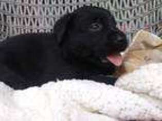 Labrador Retriever Puppy for sale in Hartwick, NY, USA