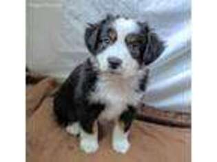 Miniature Australian Shepherd Puppy for sale in Sour Lake, TX, USA