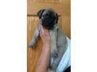 Bullmastiff Puppy for sale in Mifflinburg, PA, USA