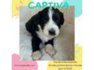 Mutt Puppy for sale in Lithia, FL, USA