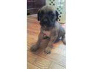 Mastiff Puppy for sale in Springfield, MA, USA