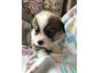 Pembroke Welsh Corgi Puppy for sale in Cobleskill, NY, USA