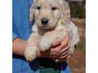 Goldendoodle Puppy for sale in Inman, SC, USA