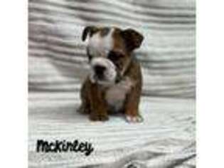 Bulldog Puppy for sale in Corbin, KY, USA