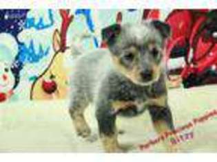 Australian Cattle Dog Puppy for sale in Hickory, NC, USA