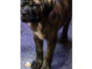 Mastiff Puppy for sale in Colfax, IA, USA