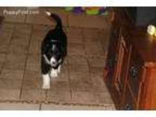 Border Collie Puppy for sale in Lynnwood, WA, USA