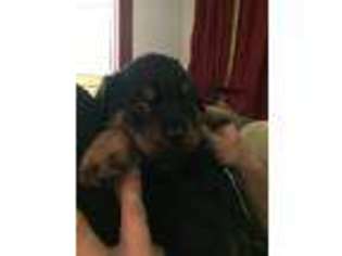 Rottweiler Puppy for sale in Binghamton, NY, USA