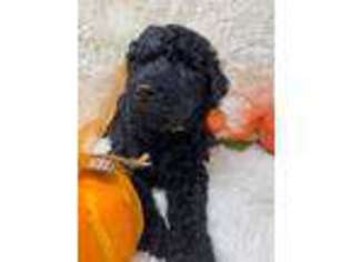 Labradoodle Puppy for sale in Pierson, FL, USA