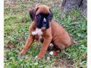 Boxer Puppy for sale in Lawton, OK, USA