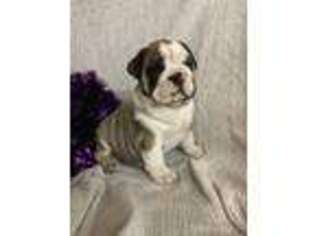 Bulldog Puppy for sale in Centerville, IA, USA
